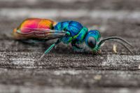 Chrysididae