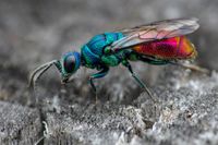 Cuckoowasp-2